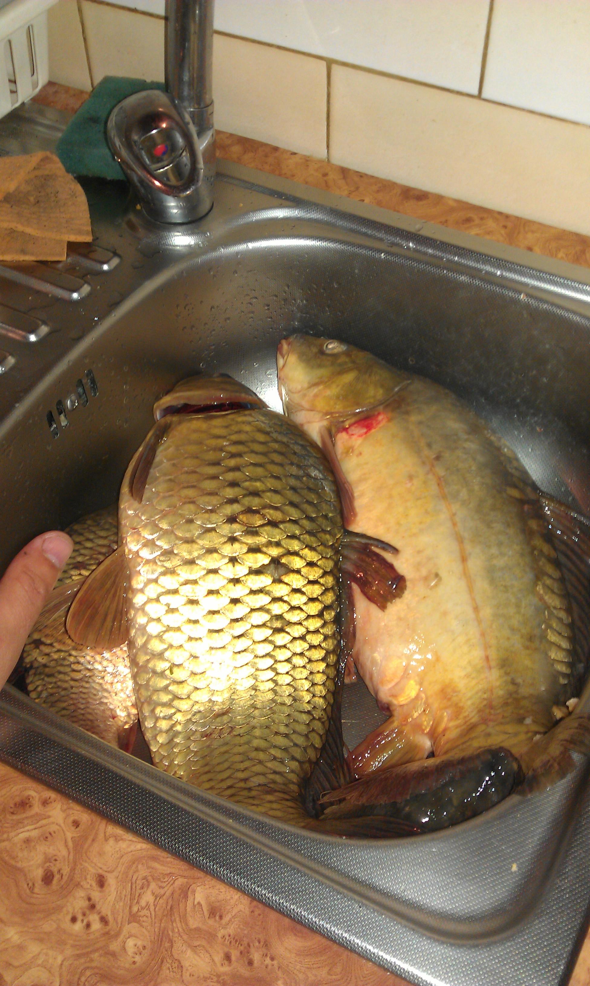 pescut la crap - imag0070.jpg